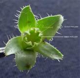 Involucre